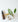 Concentrated Active Ingredients